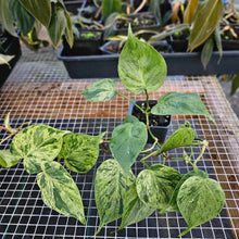 Load image into Gallery viewer, Philodendron Hederaceum, Heart Leaf, Exact Plant Variegated Ships Nationwide

