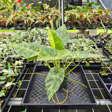 Load image into Gallery viewer, Philodendron Giganteum Blizzard Variegated exact plant, Fedex 2day*
