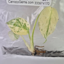 Load image into Gallery viewer, Monstera Deliciosa White Monster variegated tissue culture 2DayAir
