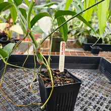 Load image into Gallery viewer, Anthurium Polydactylum, Exact Plant Ships Nationwide
