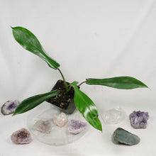 Load image into Gallery viewer, Philodendron Joepii, 2.5” pot, Fedex 2 day*
