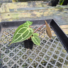 Load image into Gallery viewer, Anthurium doc block red crystallinum, Exact Plant Ships Nationwide
