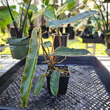 Load image into Gallery viewer, Philodendron Atabapoense Dark Form, Exact Plant Ships Nationwide
