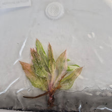 Load image into Gallery viewer, Philodendron Fire Phoenix tissue culture 2DayAir
