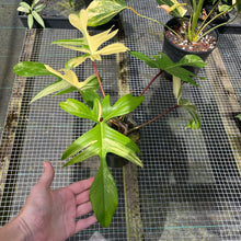 Load image into Gallery viewer, Philodendron Florida Beauty, Exact Plant Variegated
