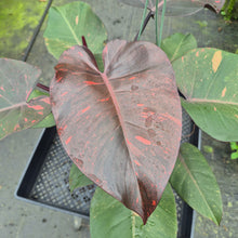 Load image into Gallery viewer, Philodendron Orange Princess Variegated exact plant, Fedex 2day*
