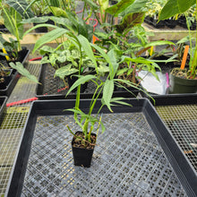 Load image into Gallery viewer, Monstera Subpinnata, Exact Plant Ships Nationwide
