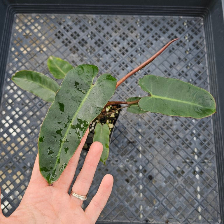 Philodendron Atabapoense Dark Form, , Fedex 2 day*