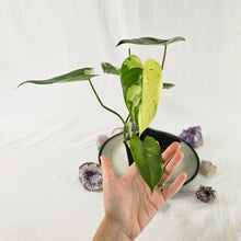 Load image into Gallery viewer, Philodendron Ilsemanii, Exact Plant Variegated Ships Nationwide
