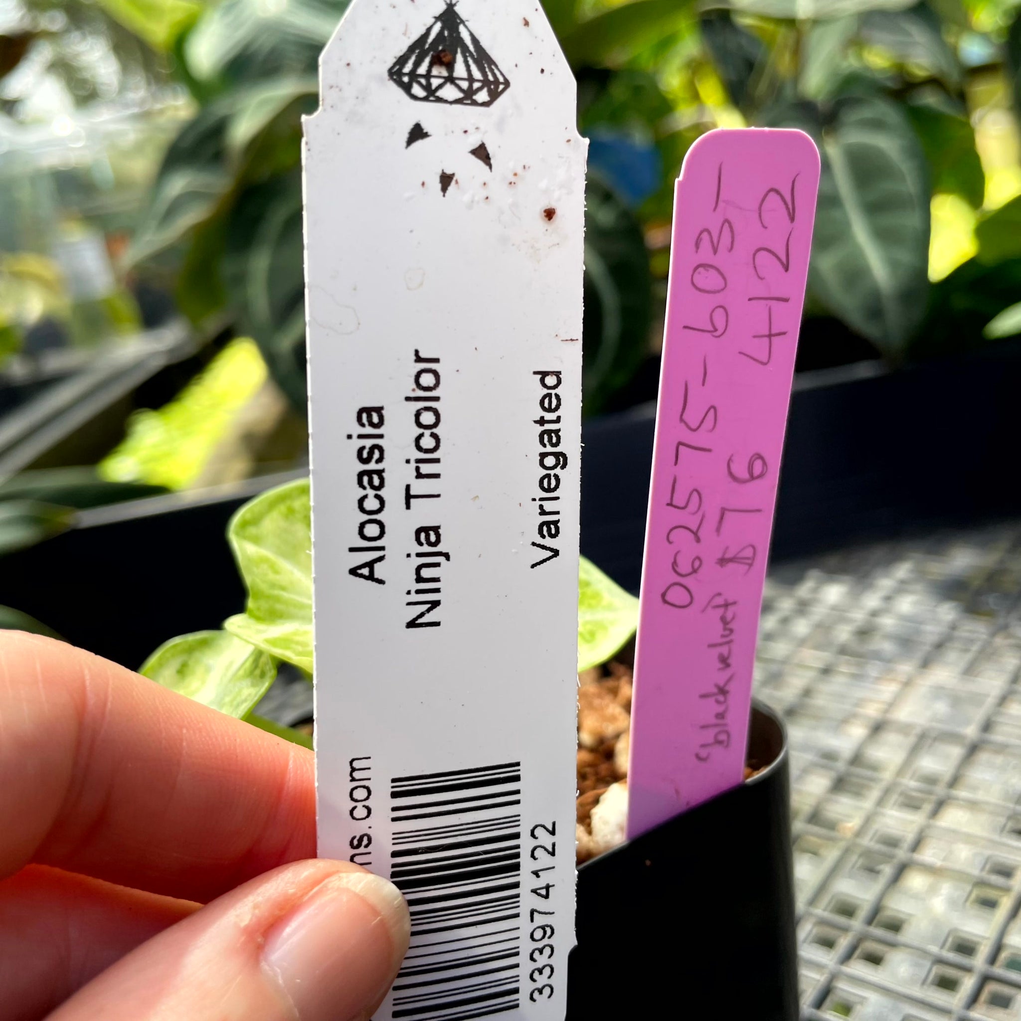 Alocasia Ninja Tricolor, Exact Plant Variegated Ships Nationwide