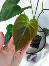 Load image into Gallery viewer, Philodendron Splendid, Exact Plant Ships Nationwide
