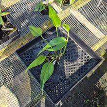 Load image into Gallery viewer, Monstera Burle Marx Flame, Exact Plant Ships Nationwide

