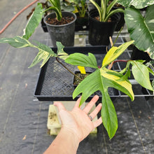 Load image into Gallery viewer, Philodendron Florida Beauty, Exact Plant Variegated Ships Nationwide
