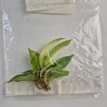 Load image into Gallery viewer, Philodendron Strawberry Caramel Variegated tissue culture 2DayAir
