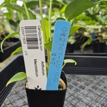 Load image into Gallery viewer, Anthurium Macrolobium, Exact Plant Ships Nationwide
