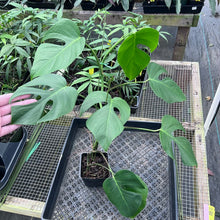 Load image into Gallery viewer, Monstera Sierrana Hawaii Clone, Exact Plant 7 fenestrated leaves Ships Nationwide
