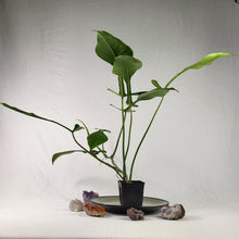 Load image into Gallery viewer, Philodendron Joepii, Exact Plant Ships Nationwide
