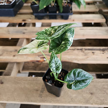 Load image into Gallery viewer, Alocasia dragon scale albo Exact Plant Ships Nationwide
