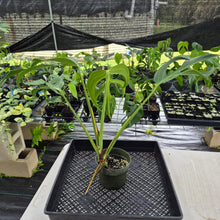 Load image into Gallery viewer, Monstera Burle Marx Flame exact plant, Fedex 2day

