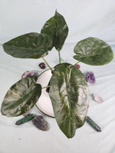 Load image into Gallery viewer, Wentii, Exact Plant, variegated Alocasia
