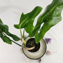 Load image into Gallery viewer, Philodendron Jerry Horne, Exact Plant Large
