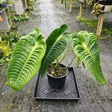 Load image into Gallery viewer, Anthurium Veitchii Narrow Form, Exact Plant XXL
