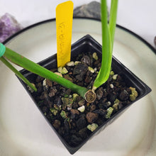 Load image into Gallery viewer, Monstera Borsigiana Aurea, Exact Plant Variegated Ships Nationwide
