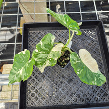 Load image into Gallery viewer, Alocasia Odora, Okinawa Silver, Exact Plant Variegated Ships Nationwide
