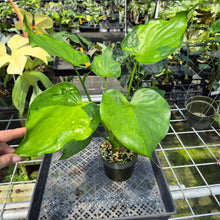 Load image into Gallery viewer, Alocasia Cucullata Variegated 6" pot, Fedex 2day
