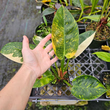 Load image into Gallery viewer, Philodendron Green Congo Nuclear, Exact Plant Variegated
