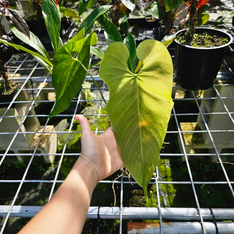 Anthurium Dolichostachyum , Exact Plant