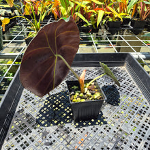 Load image into Gallery viewer, Alocasia Longiloba Grandis x Sanderiana 'Mark Campbell' exact plant, Fedex 2day*
