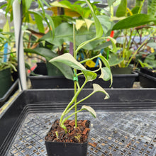 Load image into Gallery viewer, Scindapsus Blue Albo, Exact Plant Variegated Ships Nationwide
