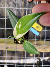 Load image into Gallery viewer, Scindapsus Blue Albo, Exact Plant Variegated Ships Nationwide
