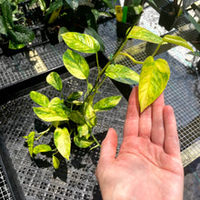 Load image into Gallery viewer, Epipremnum Pinnatum Sunburst, Exact Plant Variegated Ships Nationwide
