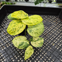 Load image into Gallery viewer, Scindapsus Jade Satin Marble Queen Variegated exact plant, Fedex 2day*
