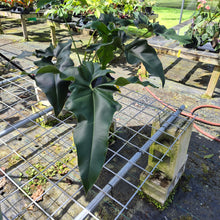 Load image into Gallery viewer, Philodendron Thaumatophyllum Goeldii X Selloum "African Fantasy, Exact Plant
