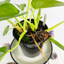 Load image into Gallery viewer, Philodendron Giganteum, Exact Plant Variegated
