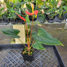 Load image into Gallery viewer, Anthurium Tropic Sunrise Bicolor Obake, Exact Plant Variegated Ships Nationwide
