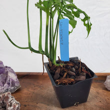 Load image into Gallery viewer, Monstera Obliqua Peru, Exact Plant Ships Nationwide
