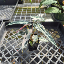 Load image into Gallery viewer, Alocasia 'Bambino Arrow' pink, Exact Plant Ships Nationwide
