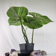 Load image into Gallery viewer, Philodendron Plowmanii, Exact Plant Wide Form Ships Nationwide
