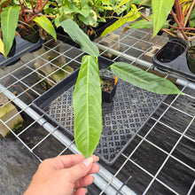 Load image into Gallery viewer, Anthurium Spectabile, Exact Plant Ships Nationwide
