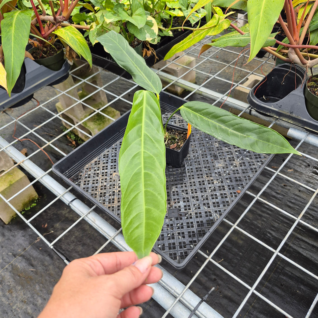 Anthurium Spectabile, Exact Plant Ships Nationwide