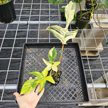 Load image into Gallery viewer, Philodendron Florida Beauty, Exact Plant Variegated Ships Nationwide
