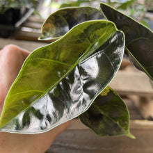 Load image into Gallery viewer, Alocasia Azlanii Aurea variegated exact plant, Fedex 2day*

