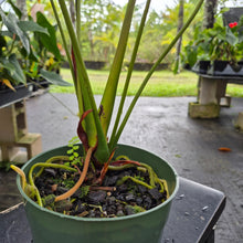 Load image into Gallery viewer, Anthurium Shibori, Exact Plant Variegated Ships Nationwide

