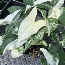 Load image into Gallery viewer, Syngonium Podophyllum Albo Variegata exact plant, Fedex 2day
