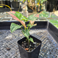Load image into Gallery viewer, Syngonium Red Spot Tricolor, Exact Plant Variegated Ships Nationwide
