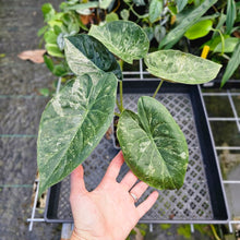 Load image into Gallery viewer, Alocasia Wentii, Exact Plant Variegated
